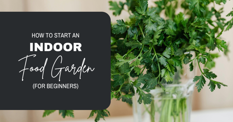 How to Start an Indoor Food Garden (for Beginners)